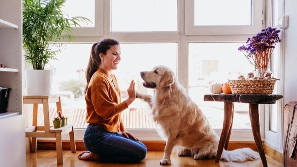 La ciencia confirma dos nuevos beneficios de tener perro