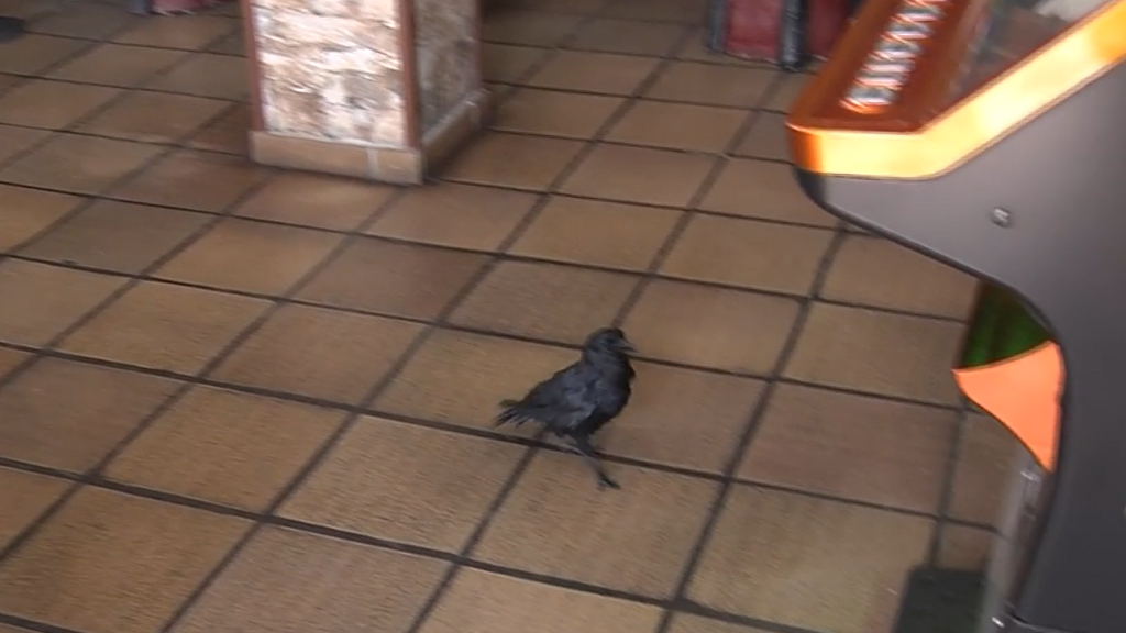 Paco, una corneja, el cliente más especial de un restaurante de Asturias: lleva 26 años acudiendo al mismo bar