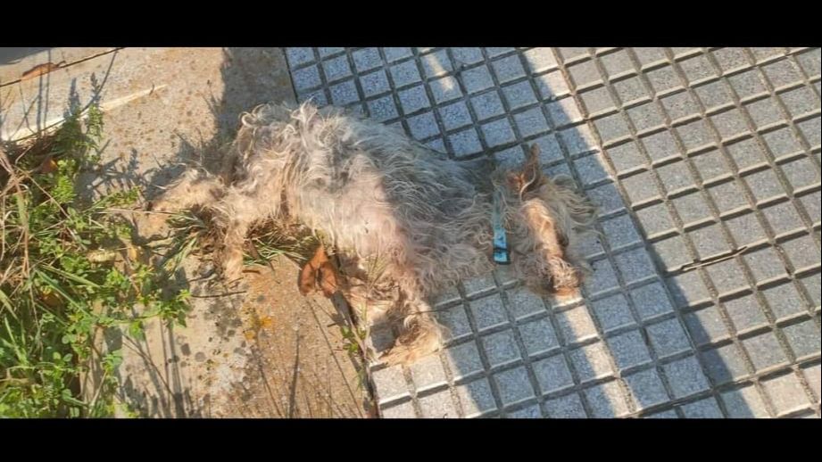 Simba, perro desaparecido hallado muerto en Lepe, Huelva