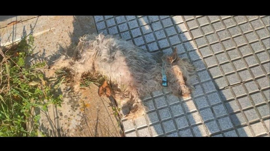 Simba, perro desaparecido hallado muerto en Lepe, Huelva