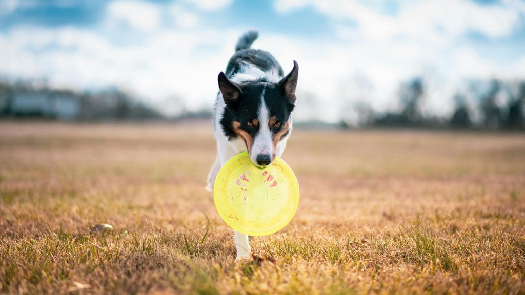 ¿Cómo enseñar a mi perro a jugar al “frisbee”?
