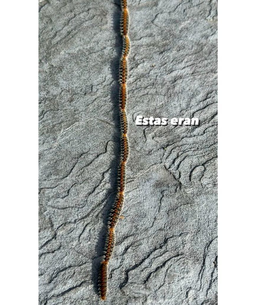 La fotografía que ha tomado Steisy de las orugas procesionarias que le han provocado una reacción