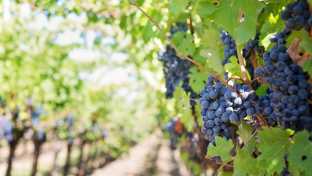 Los vinos de Arganda ganan por tercer año consecutivo un ‘Gran Oro’ en el mayor certamen vinícola de España