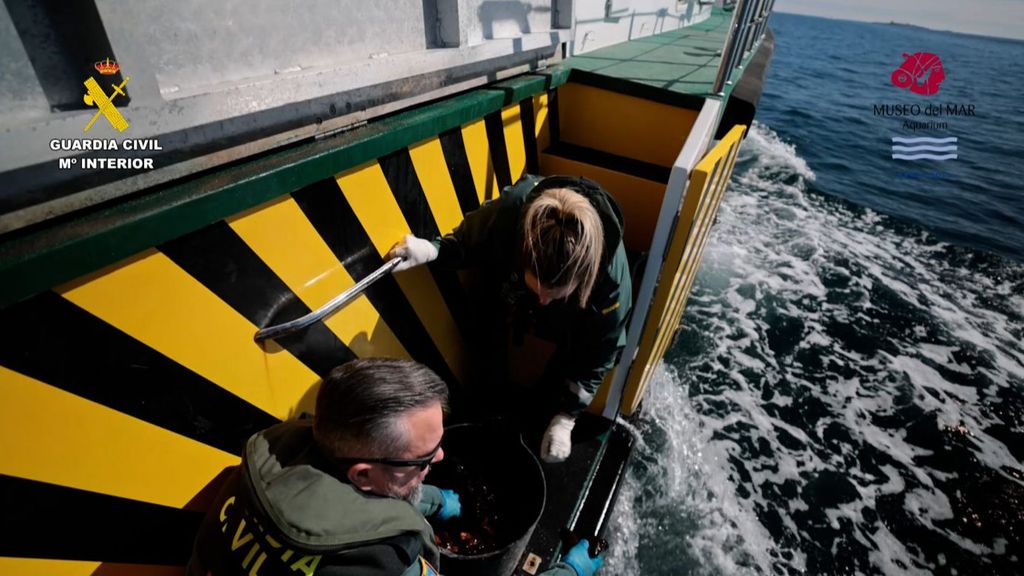 La Guardia Civil y el Museo del Mar de Santa Pola han puesto en libertad a más de 2.400 animales marinos pescados ilegalmente