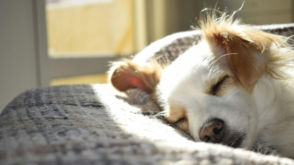 perro durmiendo