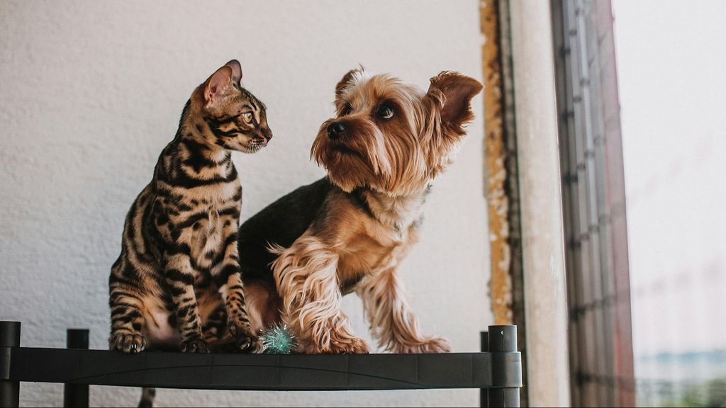 Un perro y un gato juntos