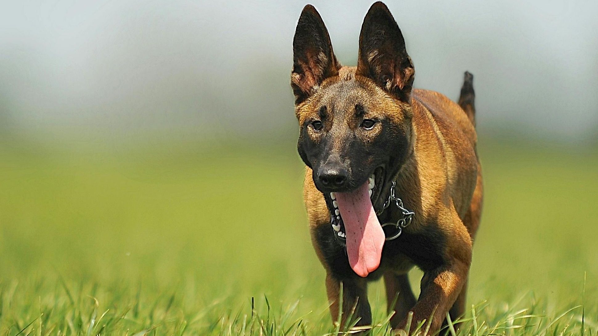 Malinois