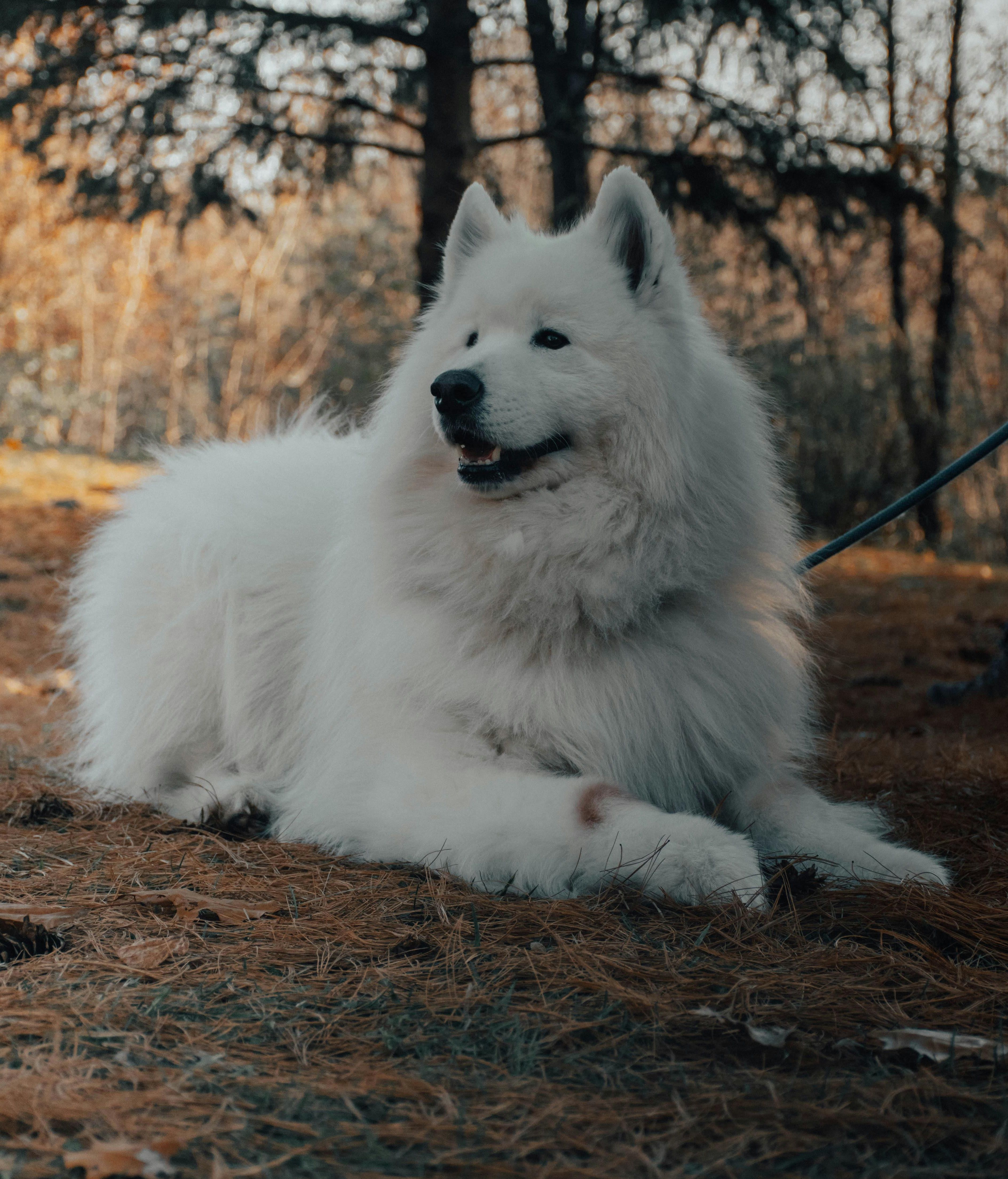 Samoyedo