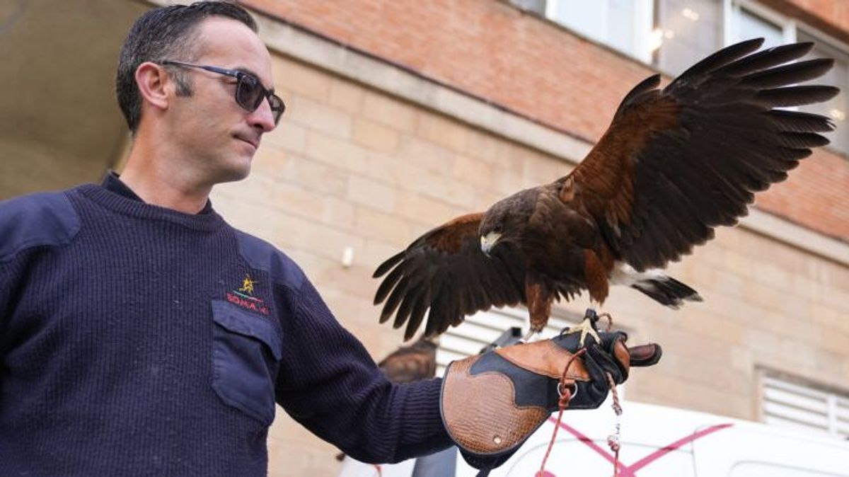 Barcelona recurre a los halcones para ahuyentar a las palomas de los entornos del Camp Nou