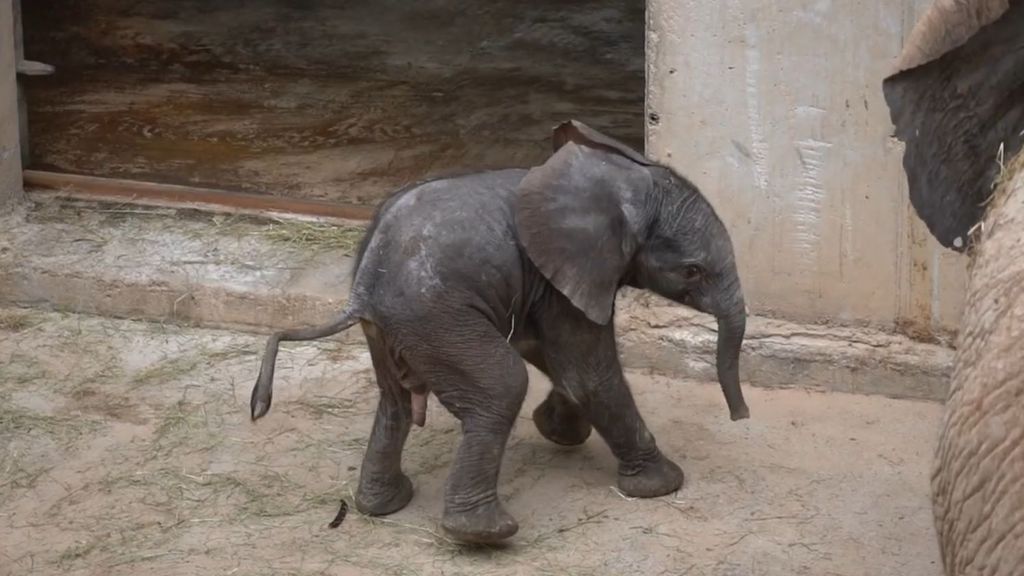 Así es el “bebé” elefante de Bioparc Valencia