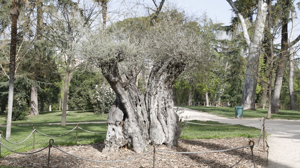 Los árboles más singulares de El Retiro: un olivo de 627 años o un pino de 35 metros de altura