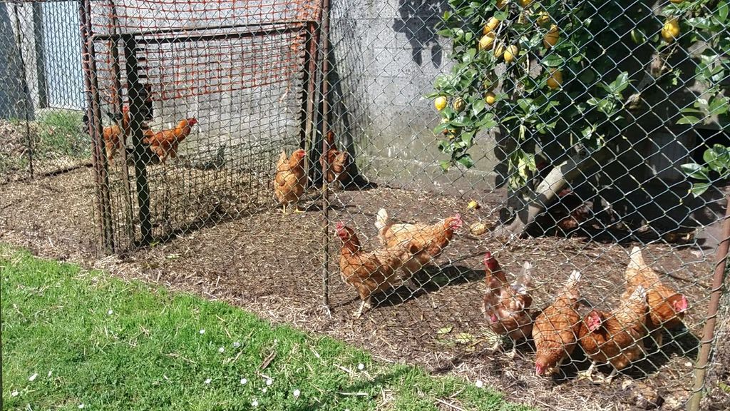 Más de 52.000 propietarios de gallineros domésticos en Galicia ya han dado de alta su explotación