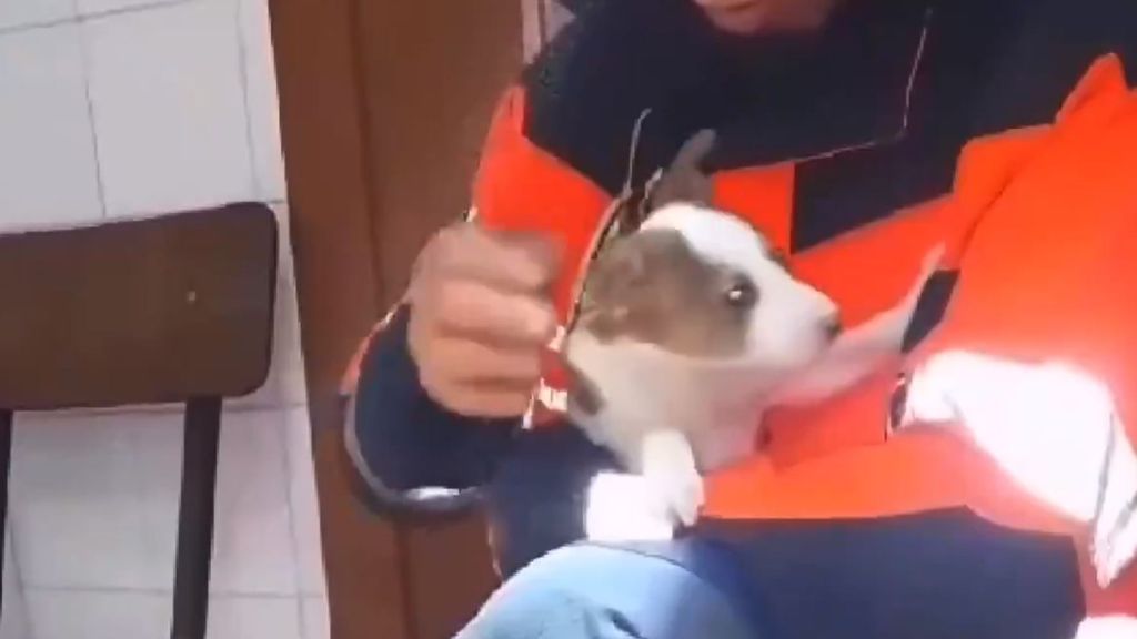 Perro pequeño rescatado por bomberos en Vélez-Málaga