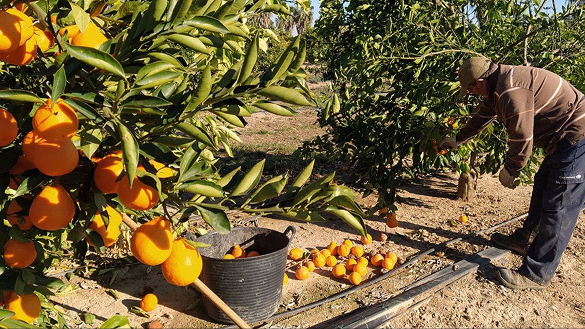 Agricultor recogiendo naranjas