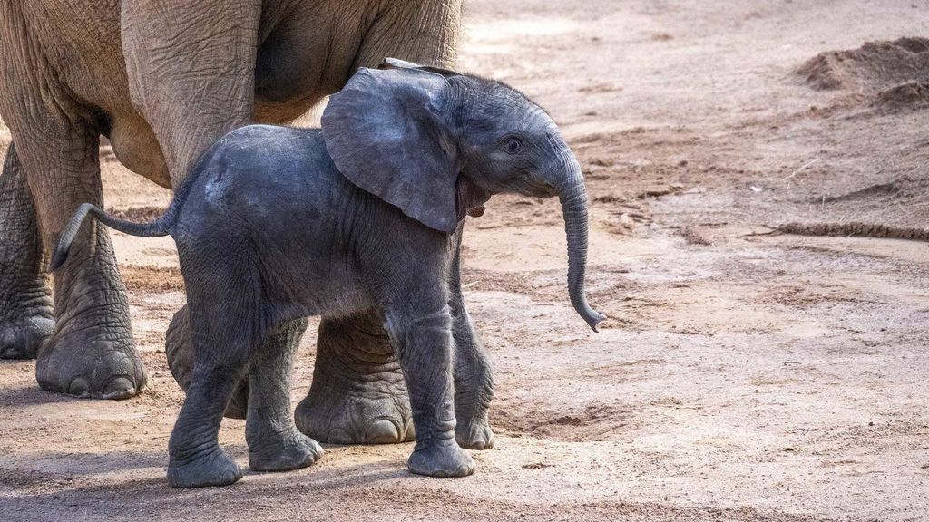 El pequeño elefante de BIOPARC Valencia ya ha comenzado a explorar el recinto exterior de la sabana africana