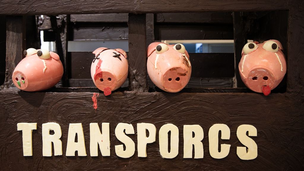 La mona de Pascua más grande de Cataluña: un camión de cerdos de 200 kilos de chocolate