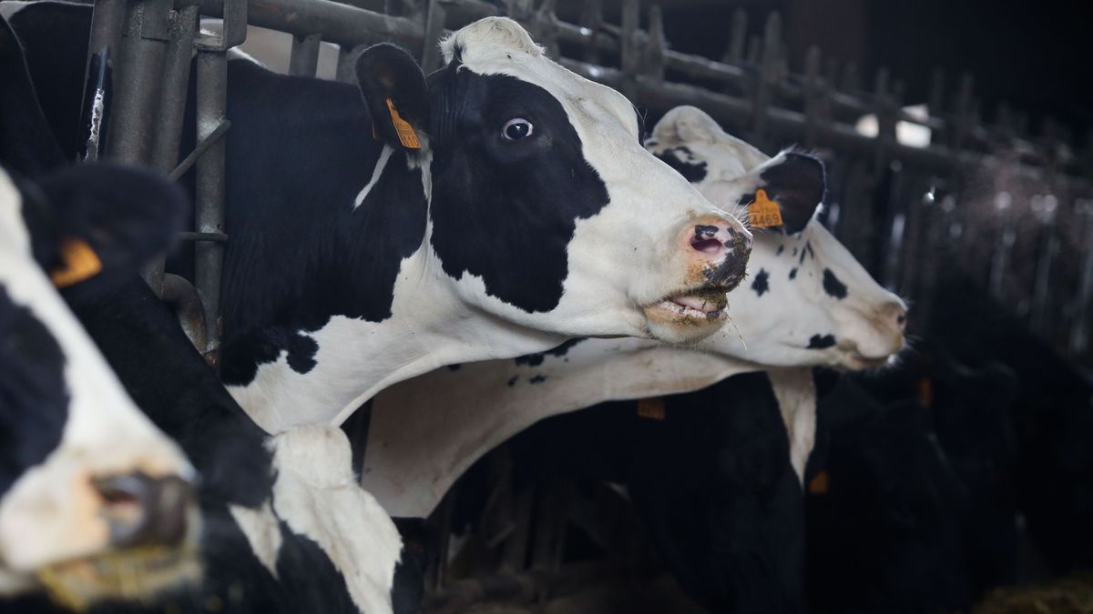 Madrid firma un protocolo para analizar la respuesta del ganado ante el 'Covid de las vacas'