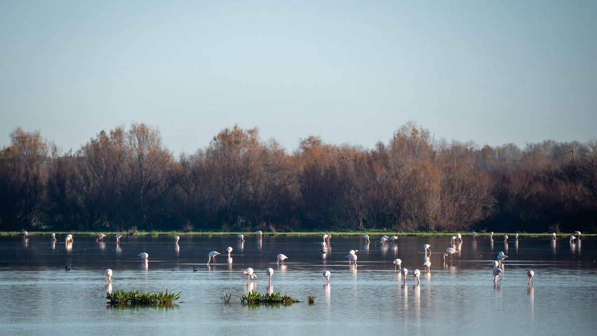 Archivo - Imágenes del Parque Natural de Doñana.