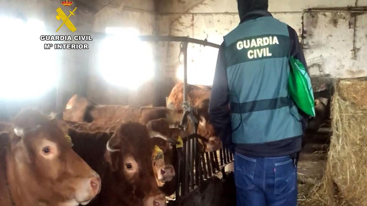 Tres detenidos por originar la enfermedad hemorrágica en el norte del país desde una cabaña de Miera.