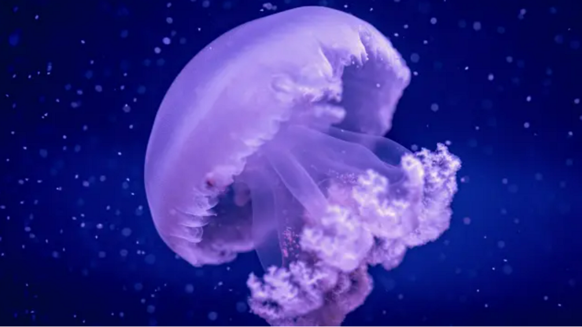 El Oceanogràfic, el primer acuario español en exhibir la medusa gigante del Mediterráneo: pesa hasta 40 kilos