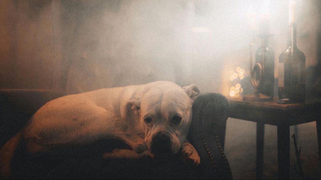 Perro rodeado de humo