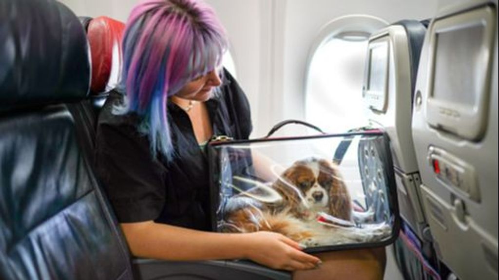 American Airlines flexibiliza su política de animales y permite viajar con mascota y equipaje de mano en cabina
