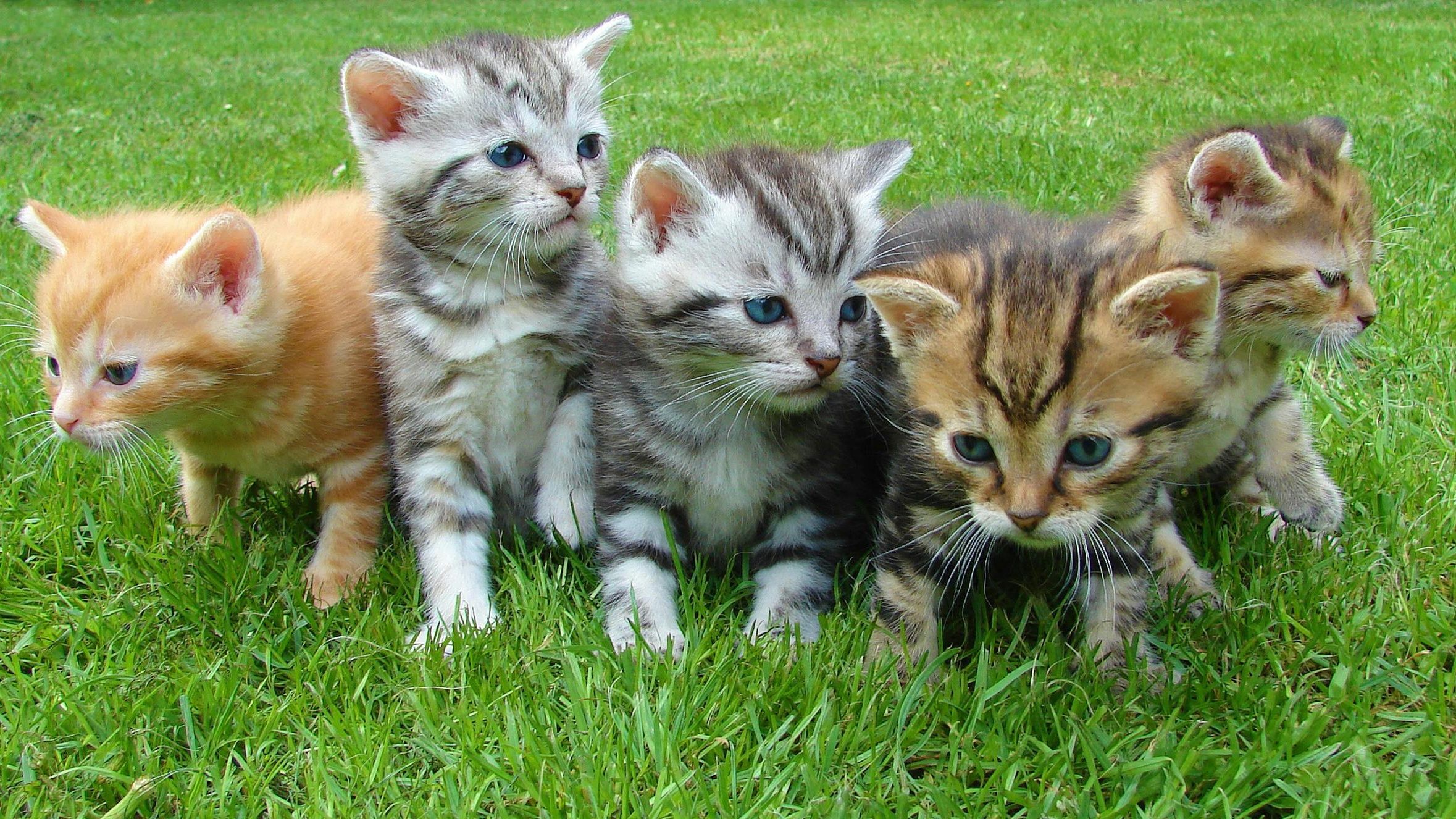 Soñar con gatos tiene distintos significados. FUENTE: Pexels