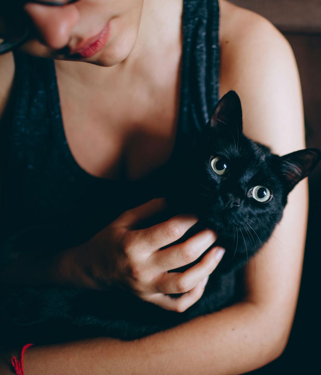 Soñar con un gato negro no es algo negativo. FUENTE: Pexels