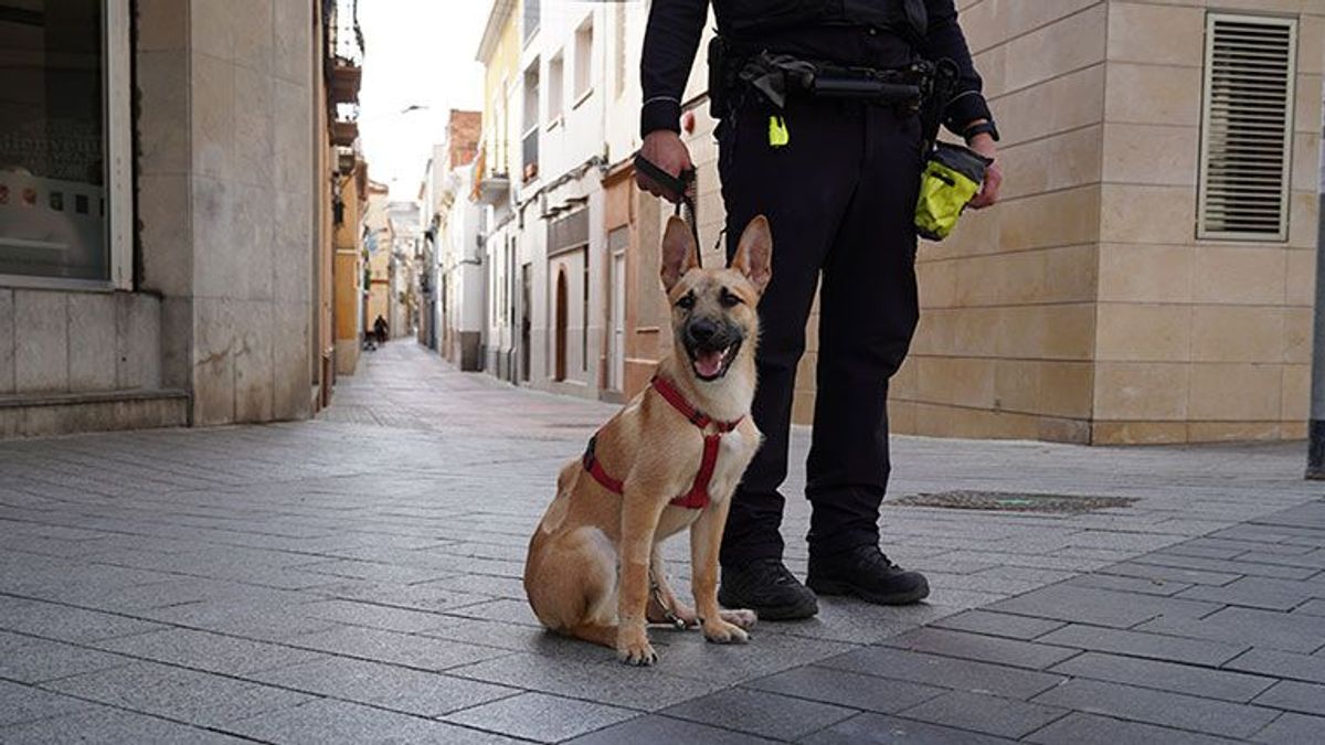 Fénix, un cachorro maltratado al que adiestran como perro policía en Sant Boi: "Intentaron matarlo"