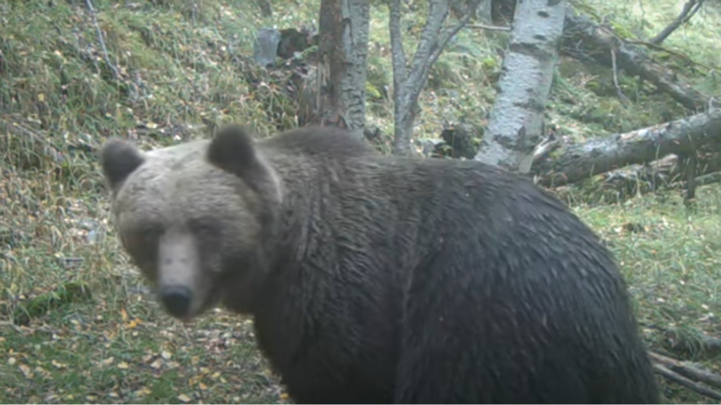 La población de oso pardo en el Pirineo llegó a 83 ejemplares en 2023