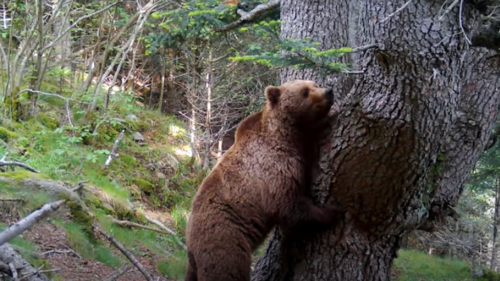 La población de oso pardo en el Pirineo llegó a 83 ejemplares en 2023