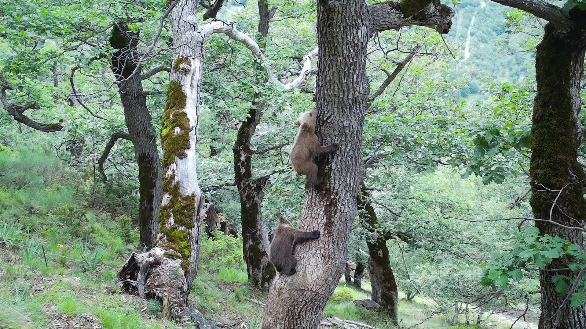 La población de oso pardo en el Pirineo llegó a 83 ejemplares en 2023