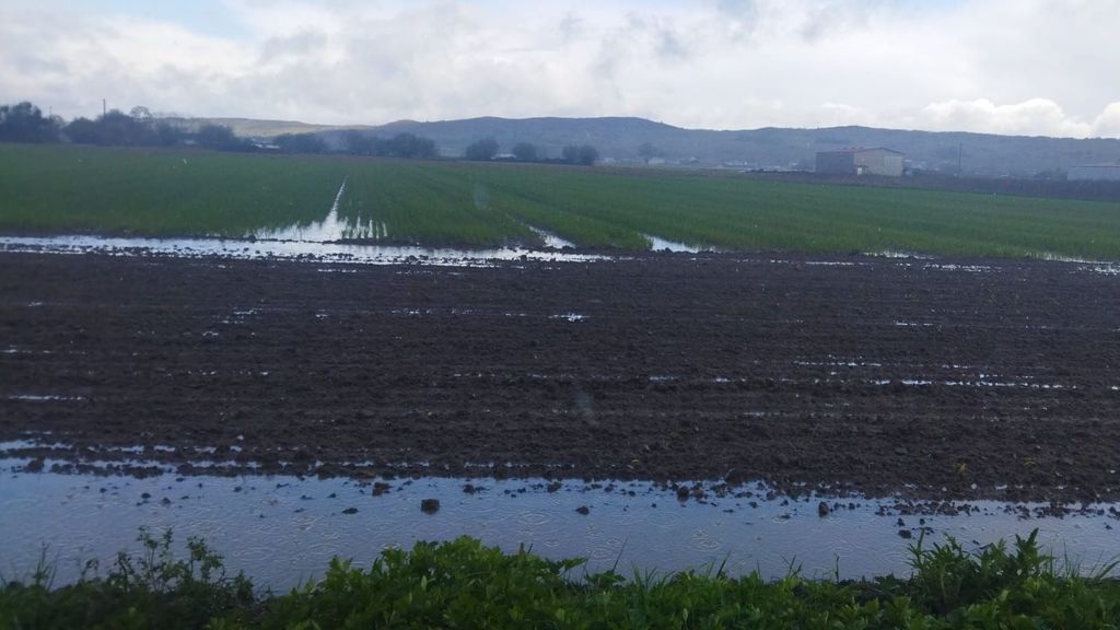 Las lluvias han arruinado la cosecha de cereales de A Limia