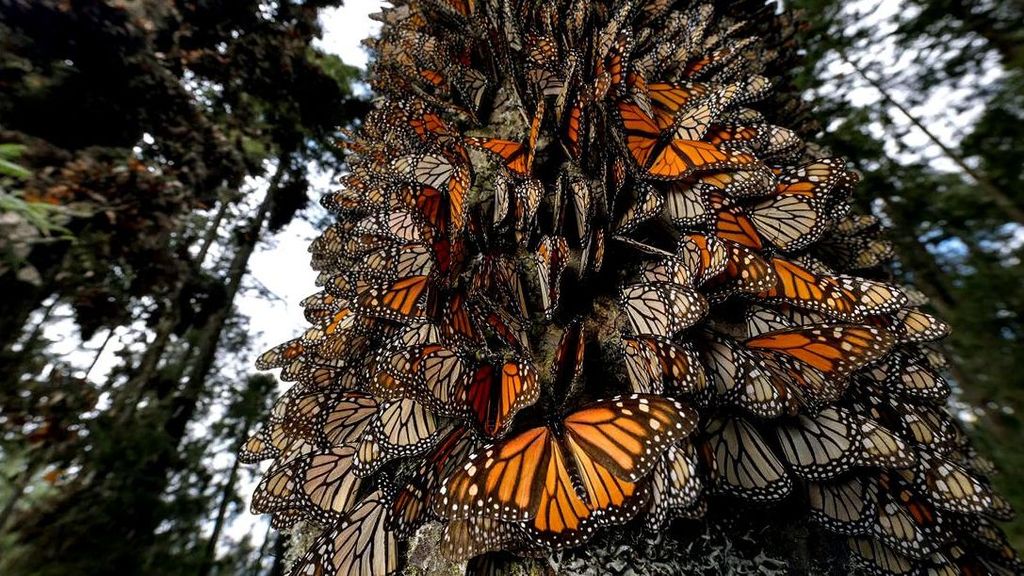 La foto de la mariposa Monarca de Jaime Rojo gana el concurso World Press Photo