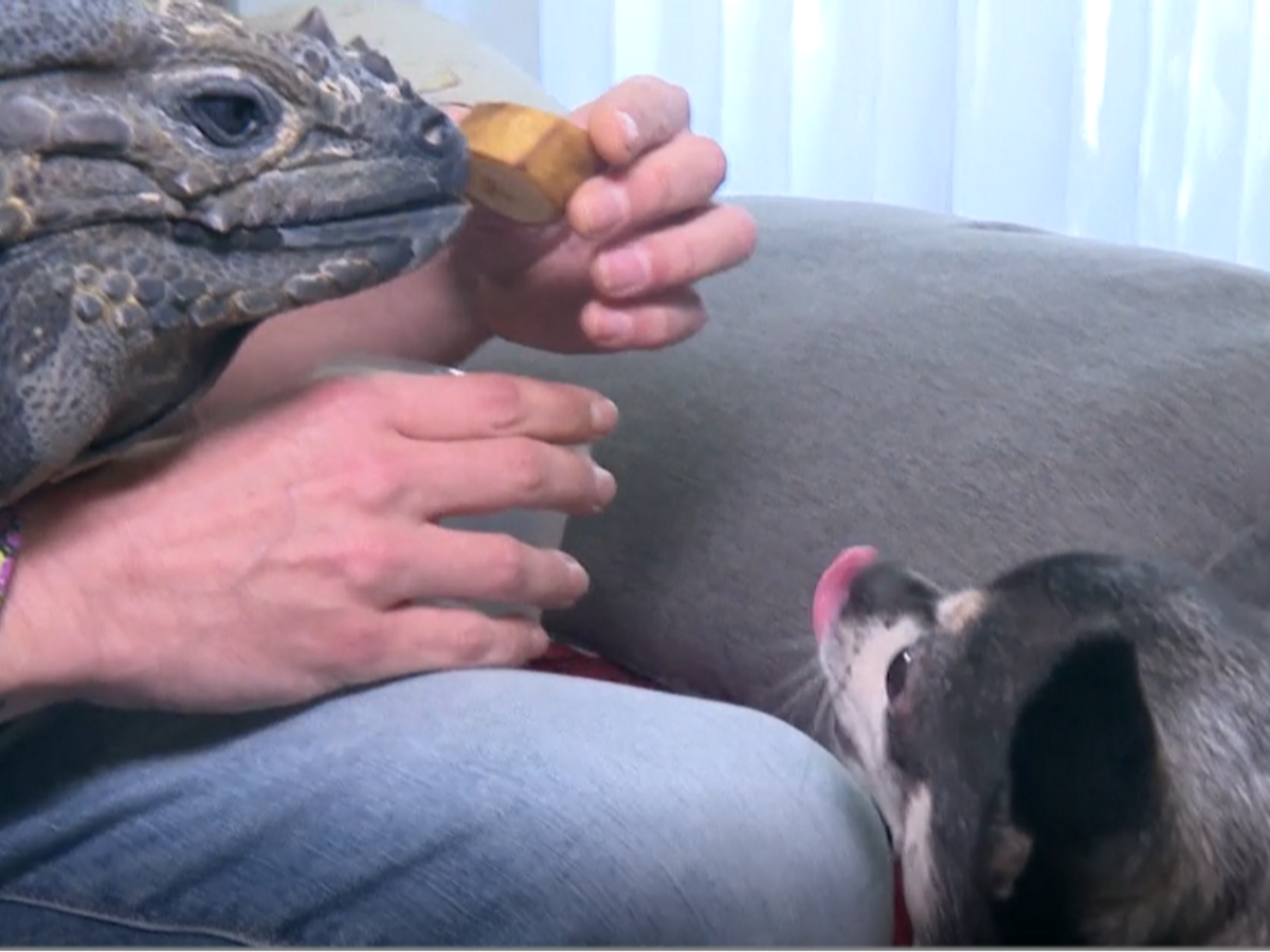 las iguanas le tienen miedo a los perros