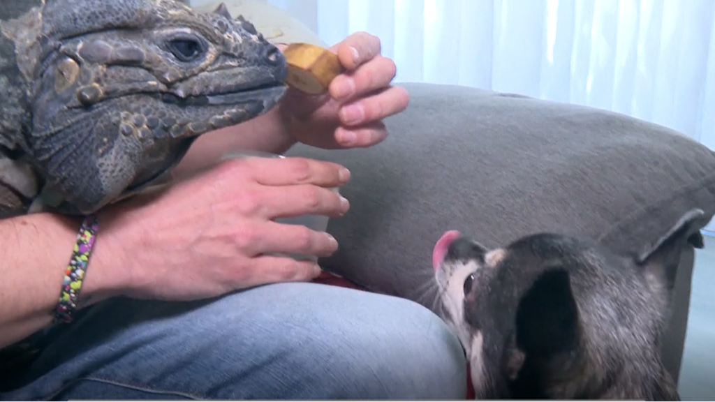 mascota-perro-iguana