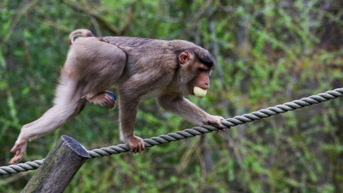 El primer caso de ‘virus B’ en humanos en Hong Kong, un hombre en estado crítico tras ser atacado por un mono