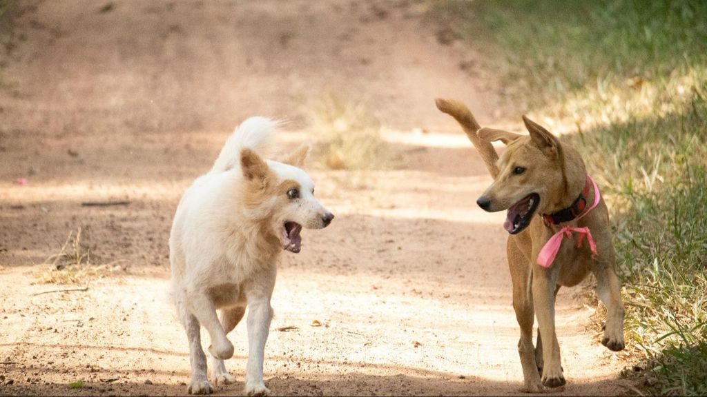 Perros corriendo por la calle