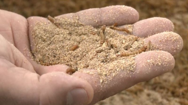 Fábrica de insectos: la solución para alimentar animales o abonar el campo