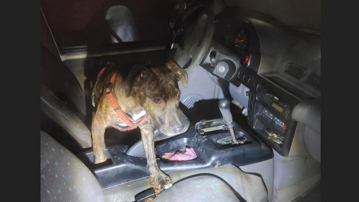 Rescatan a un perro encerrado en un coche en Valladolid en condiciones de insalubridad