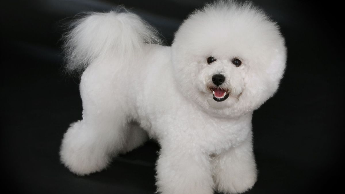 Un ejemplar de la raza Bichon Frisé