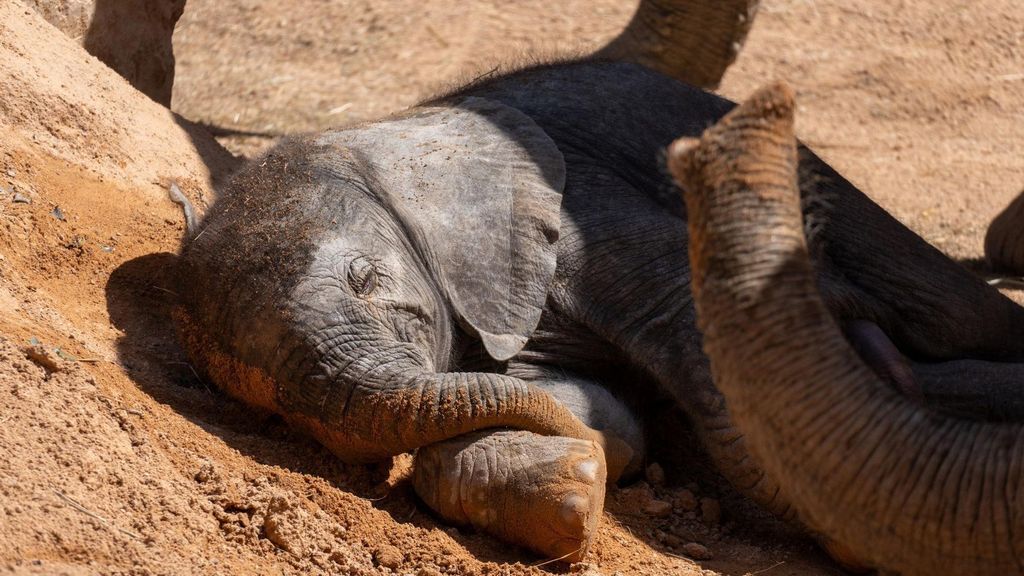 BIOPARC Valencia ha lanzado una votación en su web para elegir el nombre de este elefantito