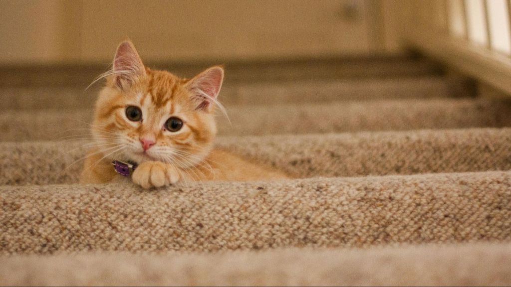 Un gatito en una escalera