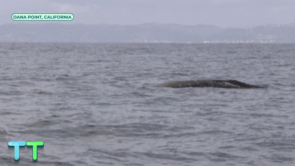 Una ballena gris en Dana Point, en California
