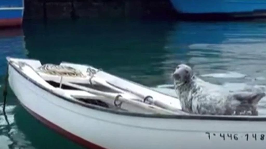La foca Oza emprende un nuevo viaje: disfruta de su nueva estancia en el puerto de Laxe