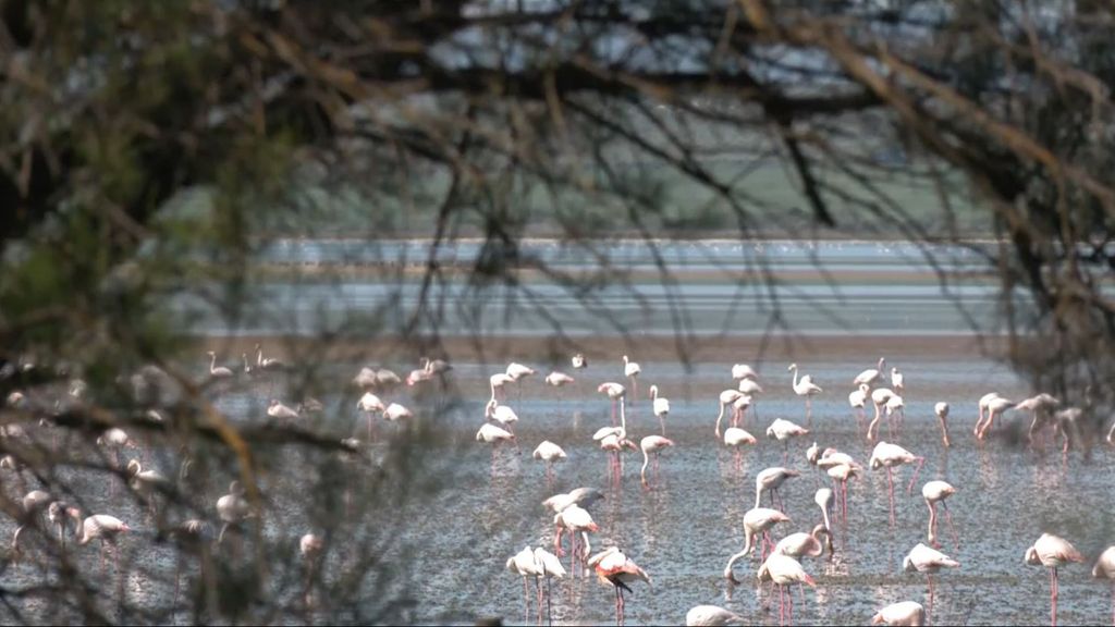 Las lluvias de Semana Santa mejoran la situación en Doñana: un 80% de las aves ha regresado, según los expertos