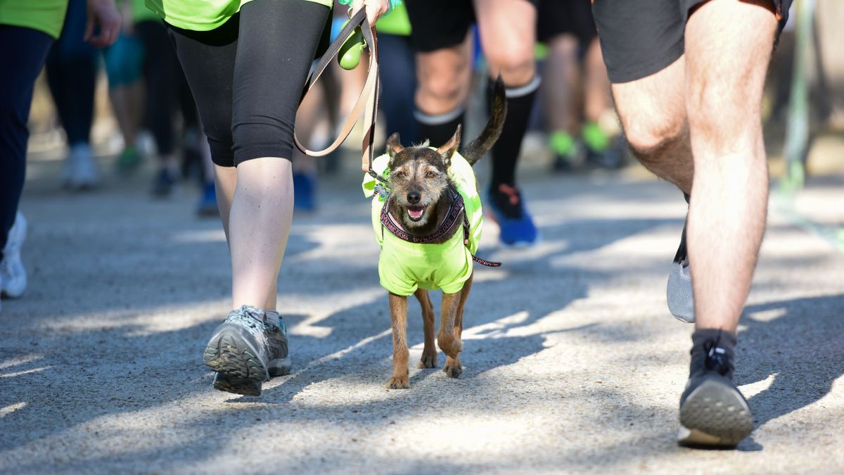 Perrotón 2024, miles de familias y sus animales se darán cita en Madrid para fomentar la adopción