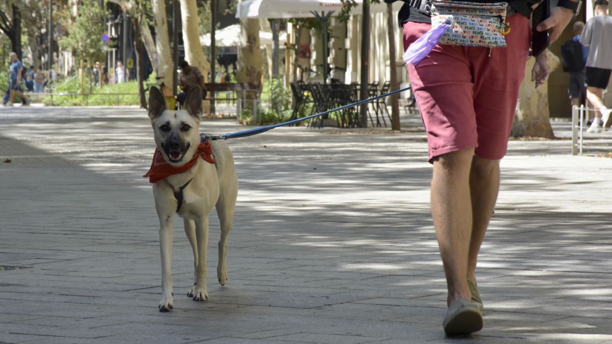 El Concello de Vigo tiene unos 42.000 perros censados