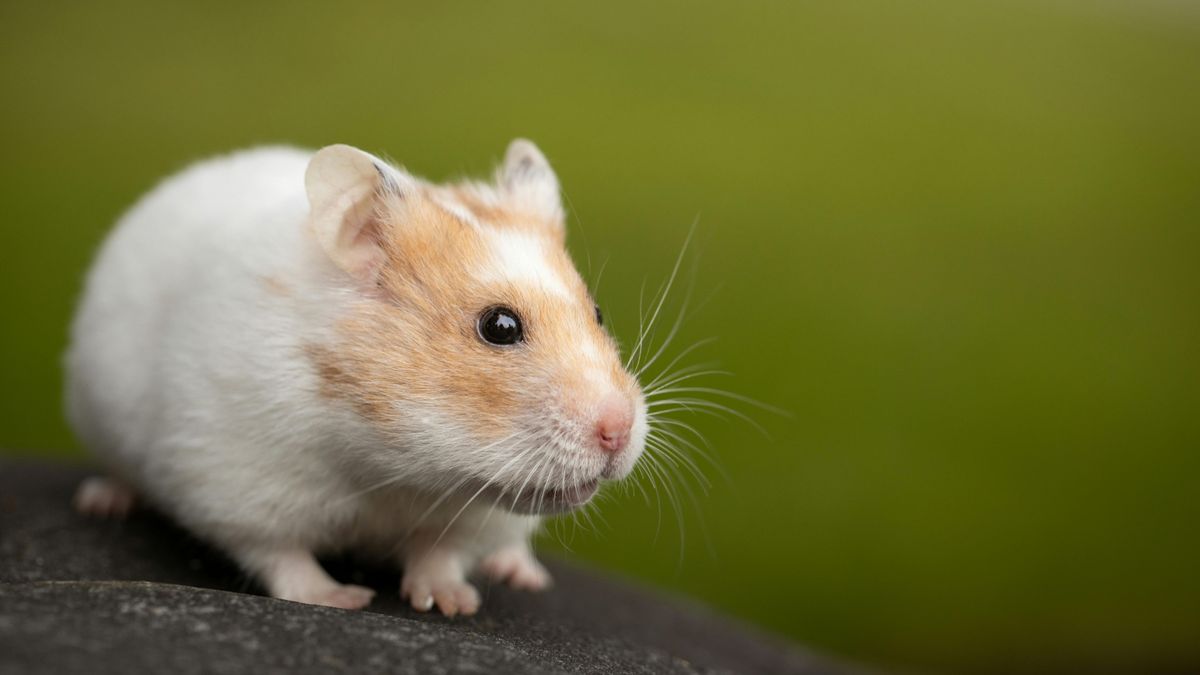 Hamster mudan pelo