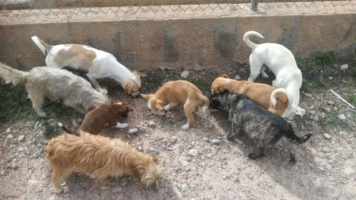 Algunos de los perros maltrados en una vivienda en la Pobla Vallbona